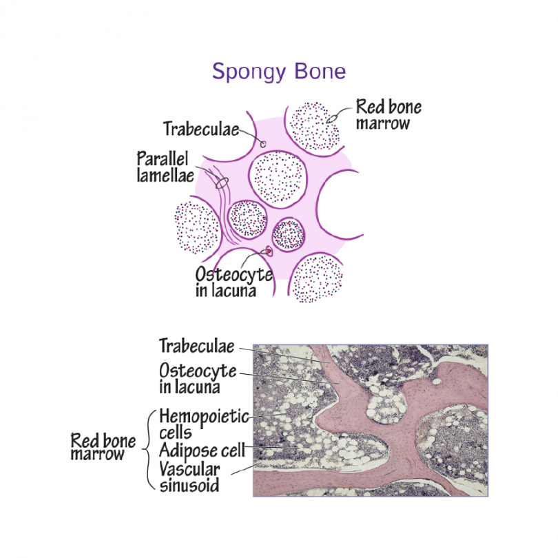 Histology - Spongy Bone - Histology Flashcards  ditki medical and