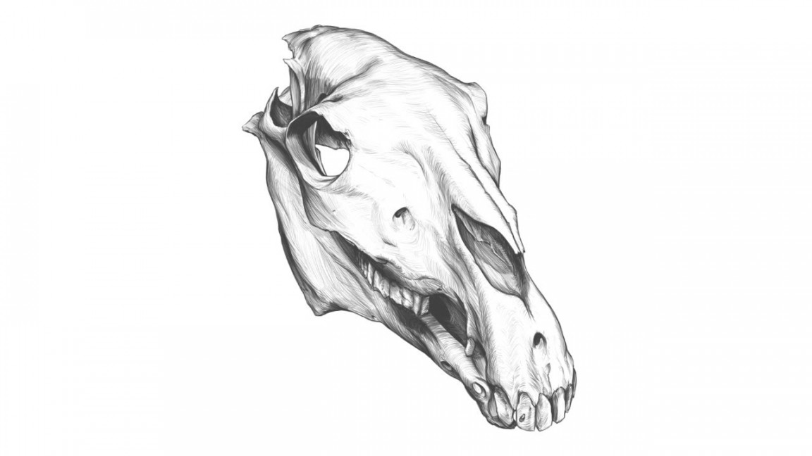 Horse SKULL Drawing, Time-lapse