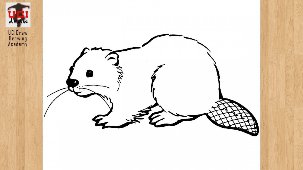 How to Draw a Beaver Drawing Easy Sketch & Outline Step by Step for  Beginners  Beaver