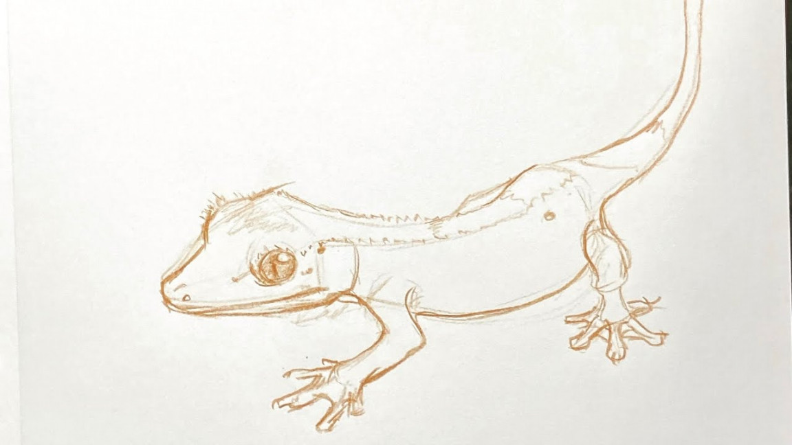 How to draw a Crested Gecko #lizards #howtodraw #gecko