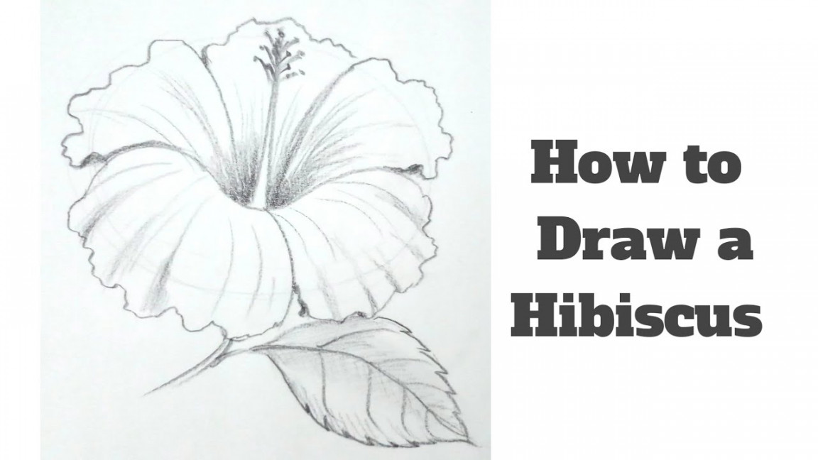 How to draw a hibiscus flower step by step for kids