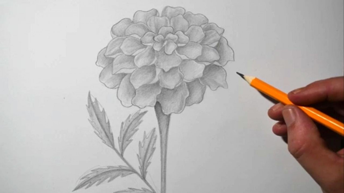 How to Draw a Marigold Flower  Pencil Drawing for Beginners