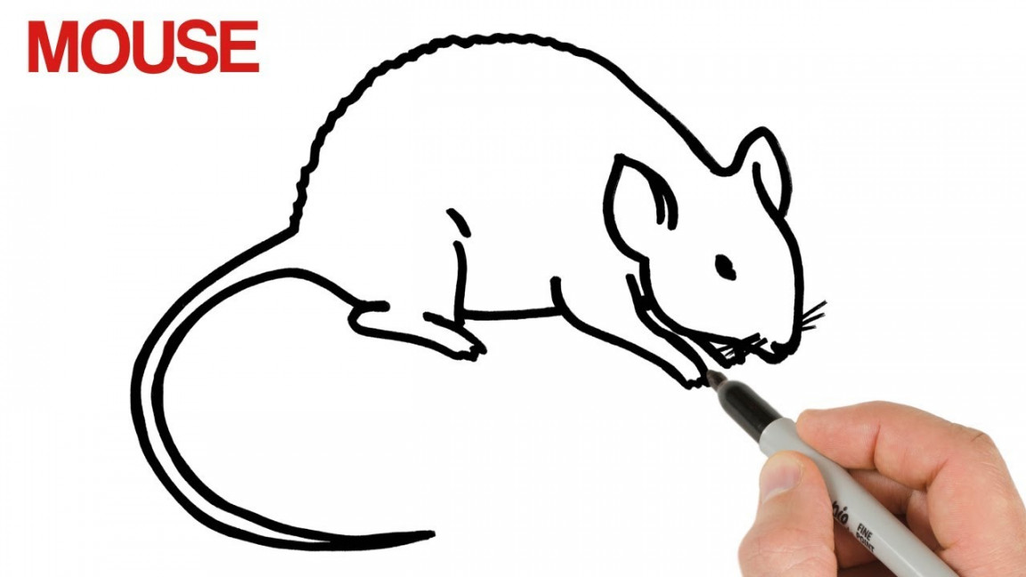 How to Draw a Mouse Step by step  Easy animals drawings