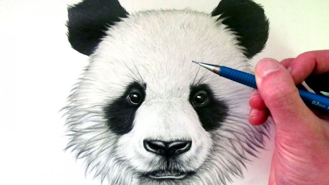 How to Draw a Panda Bear