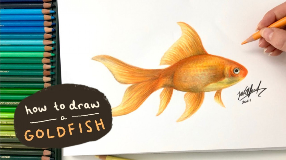 HOW TO DRAW A REALISTIC GOLDFISH  drawing fish with coloured pencils