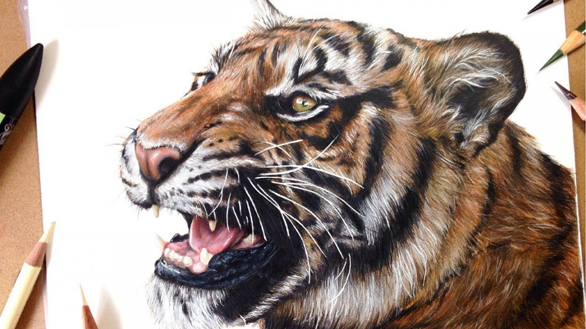 How To Draw a Realistic Tiger  Marker + Coloured Pencil Drawing Tutorial-  Step by Step