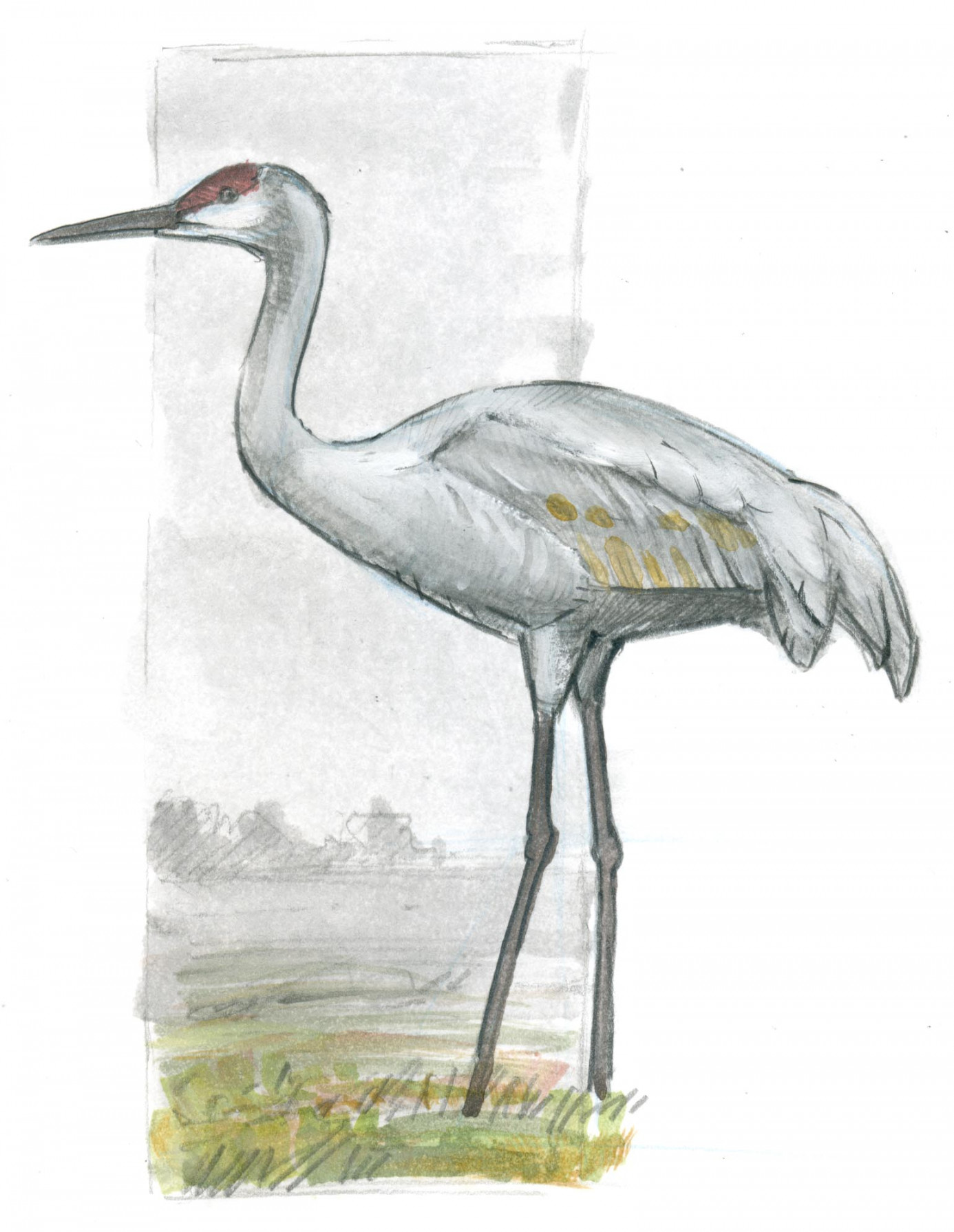 How to Draw a Sandhill Crane: Basic Lines • John Muir Laws