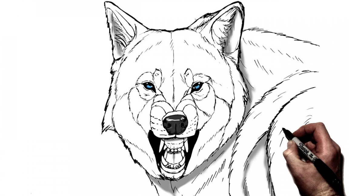 How To Draw A Snarling Wolf  Step By Step