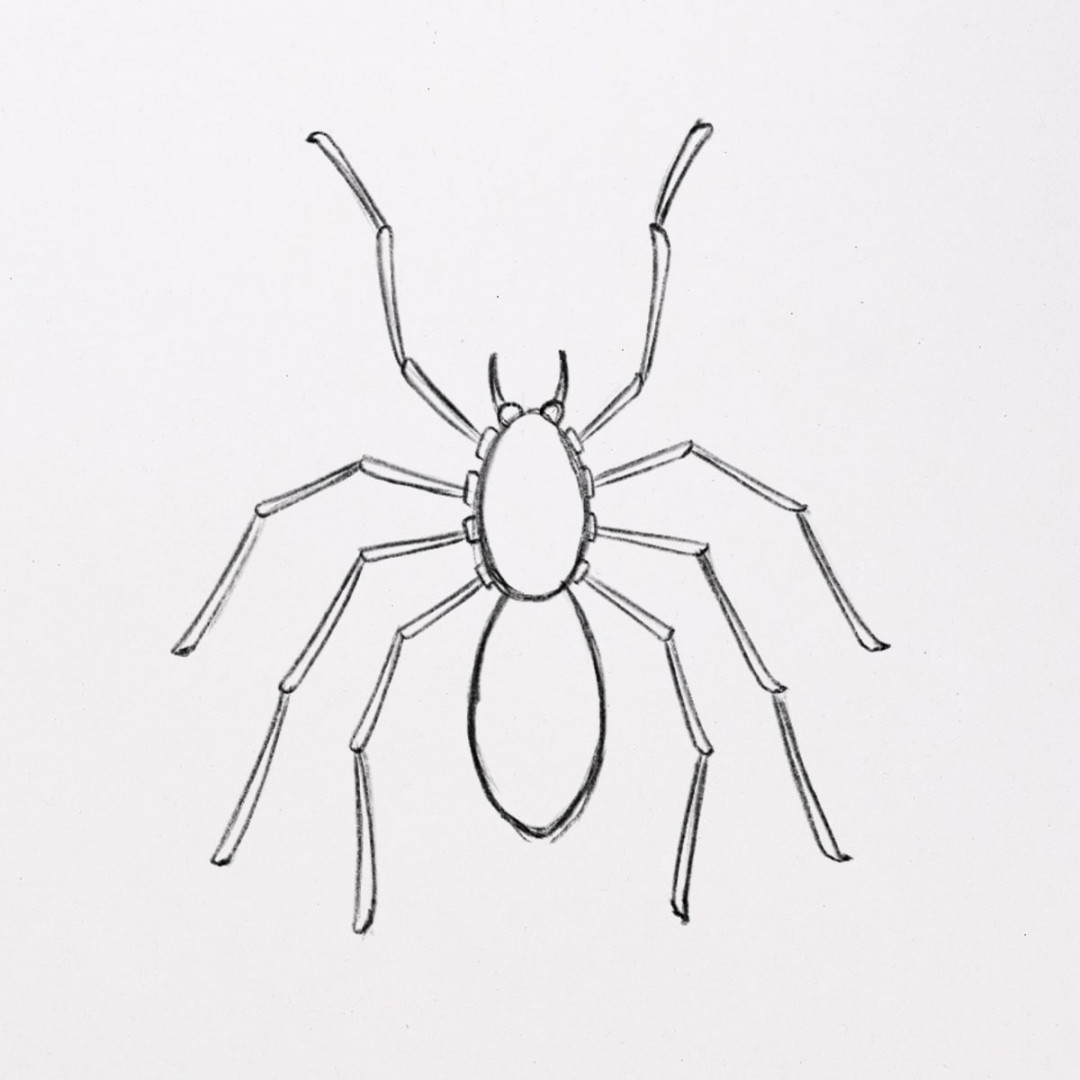 How to Draw a Spider (with amazing details) 🕷️