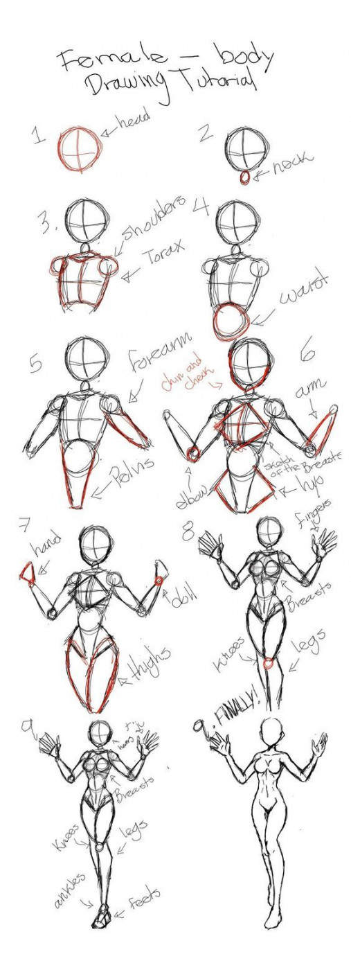 how to draw female anatomy  Human body drawing, Body drawing