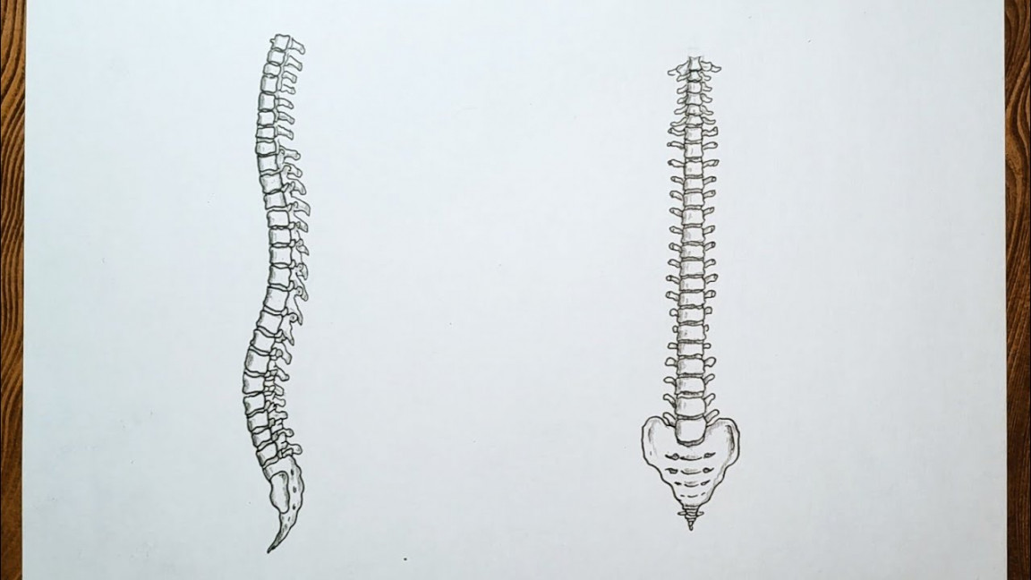 How to draw human spine skeleton/Human backbone drawing/Easy way to draw  Spine anatomy