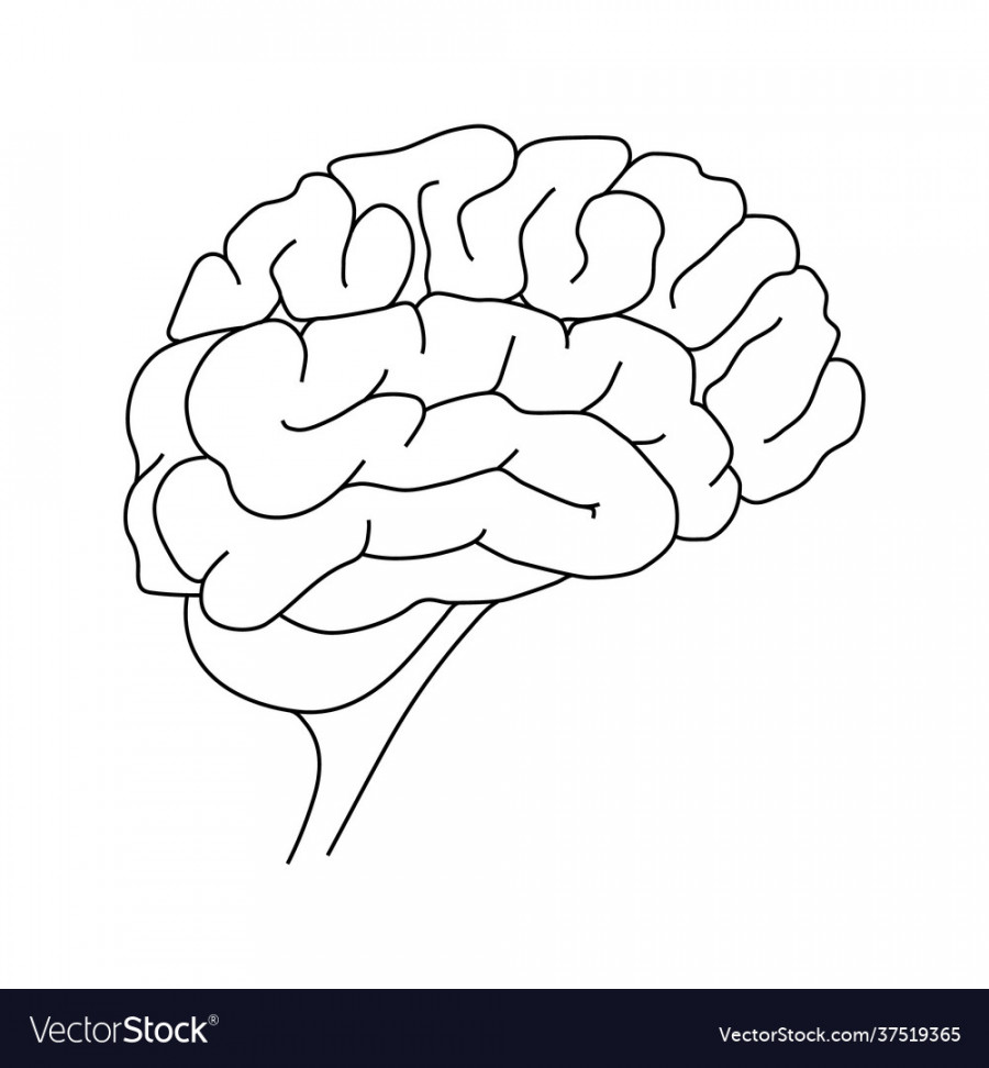 Human brain outline mental health hand drawing Vector Image