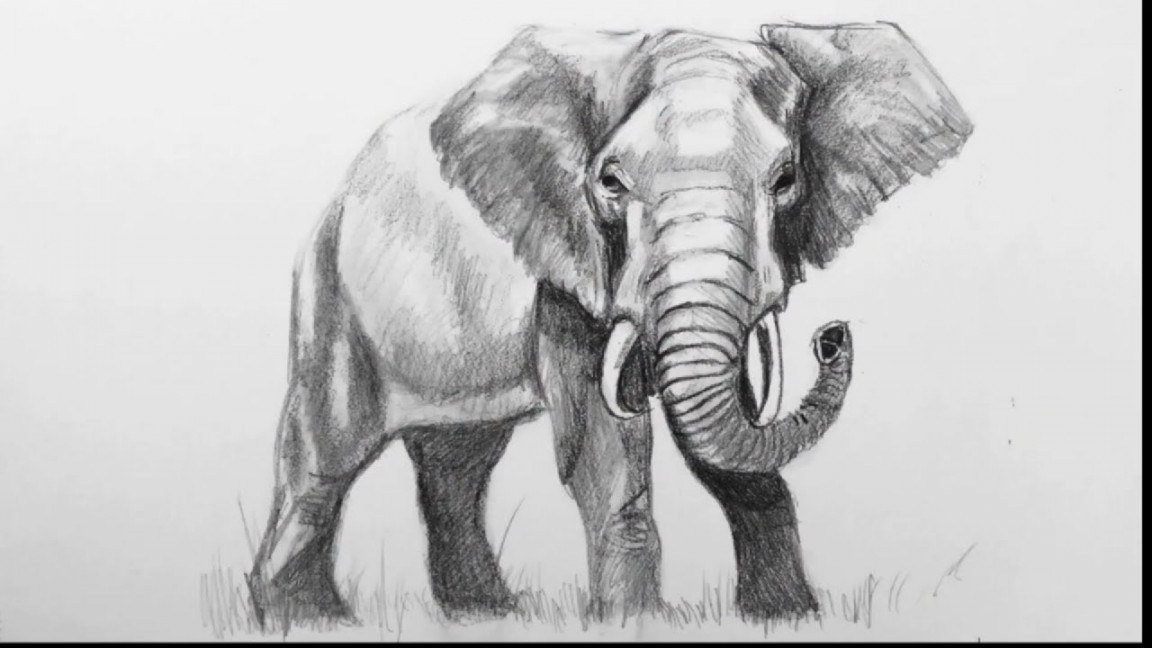 Learn to Draw an Elephant with Pencil Step by Step