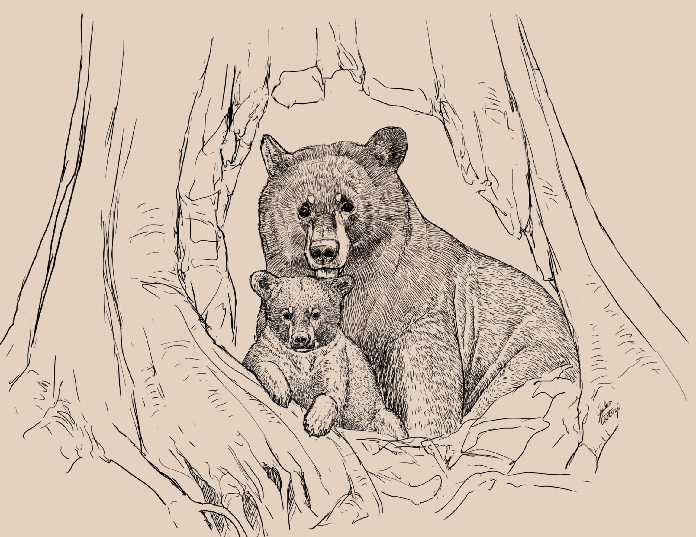 Learn to Draw: Black bears - Sierra Club BC