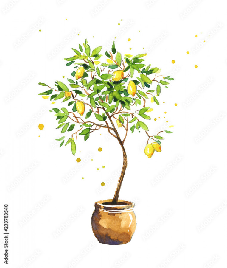 Lemon tree, watercolor sketch Stock-Illustration  Adobe Stock