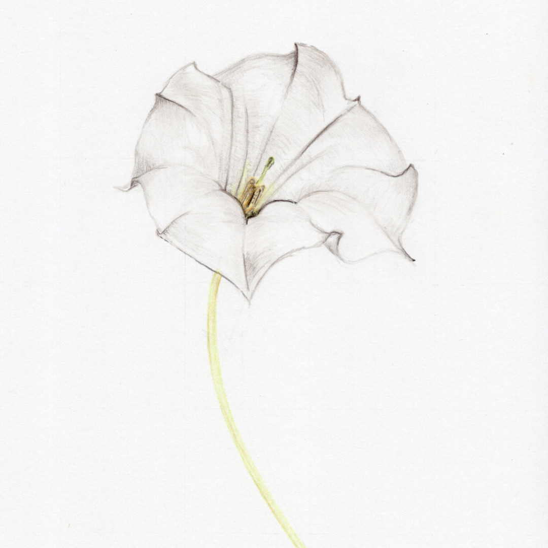 Moon Flower  Original Botanical Drawing – Carmen Hui Art