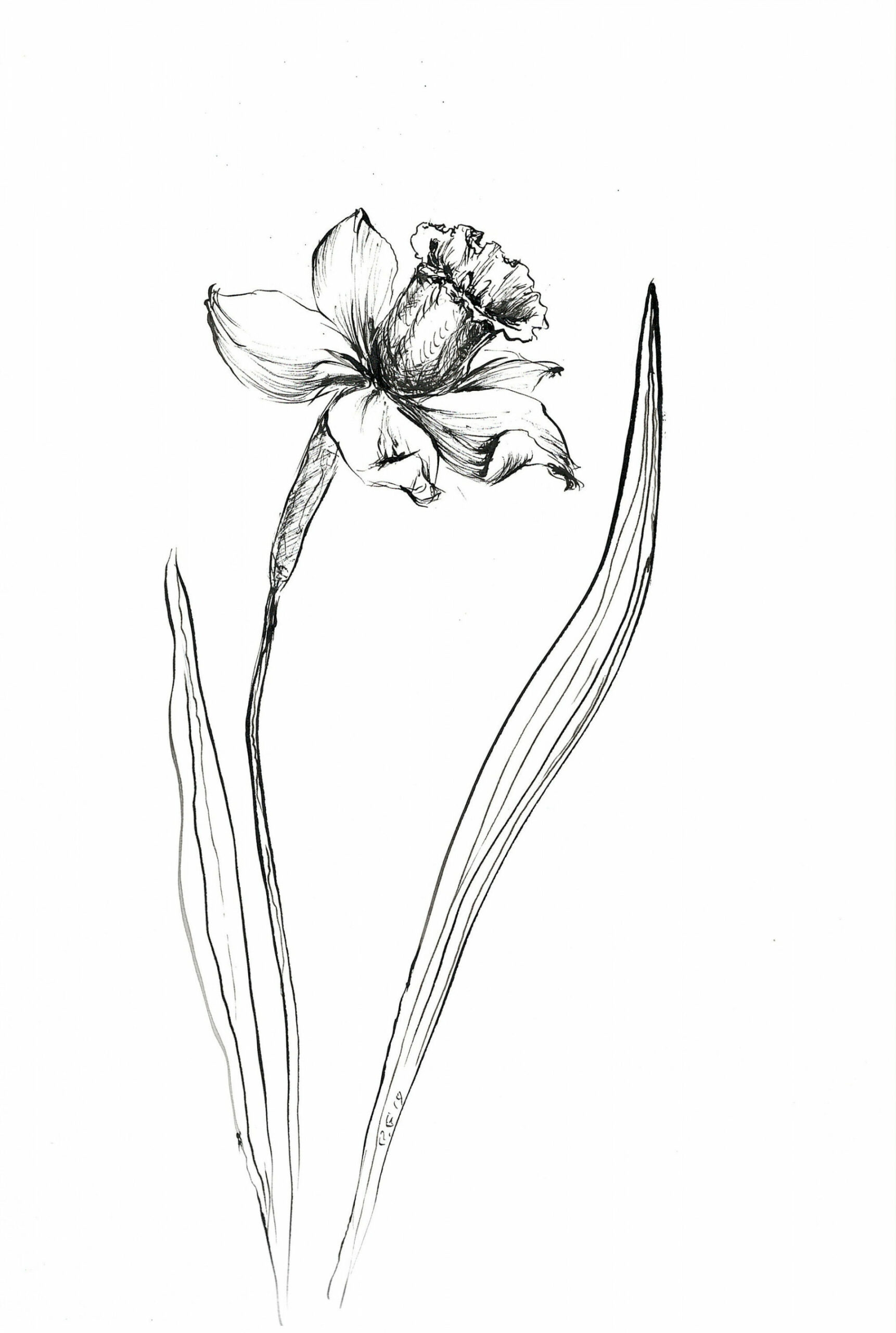 narcissus ink sketch, narcissus prints, narcissus flower, plants flower  narcissus, daffodil print, plants ink wall art, narciss drawing