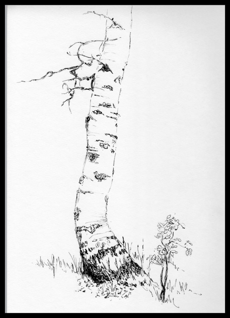 Out Sketching: Quaking Aspen. Part