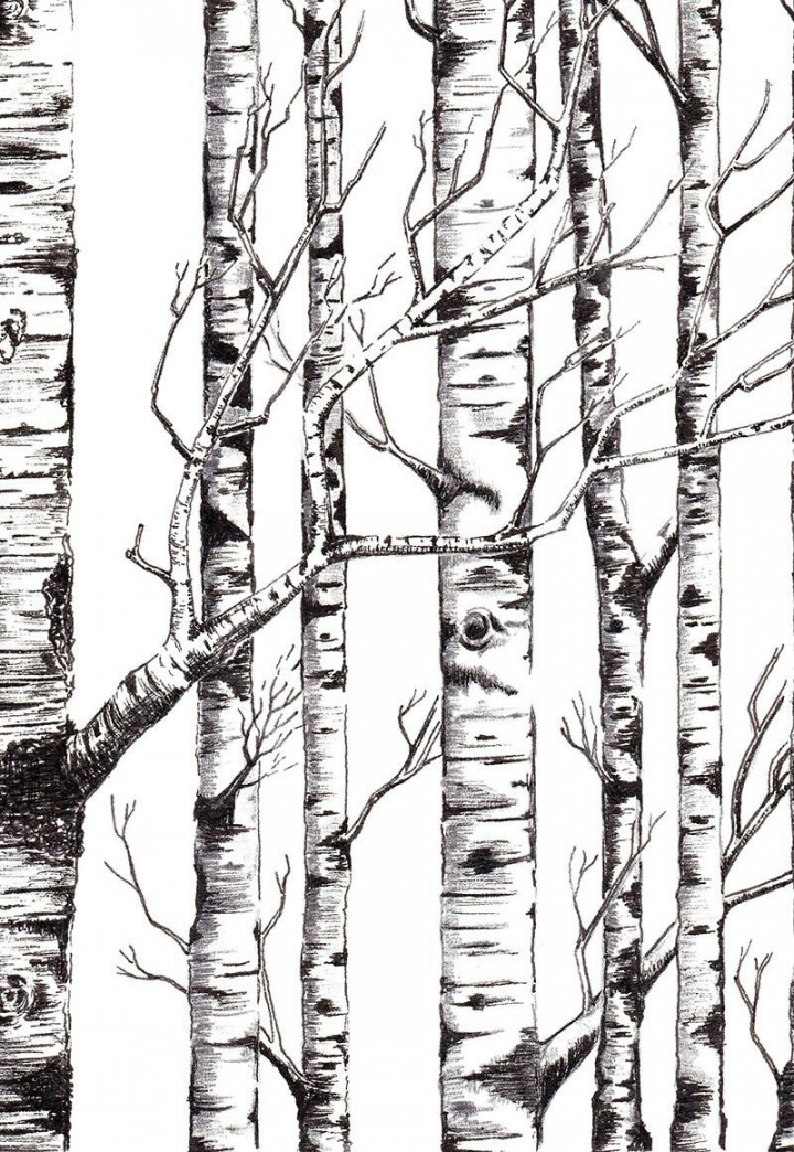 Pin by Mick on Trees  Tree drawing, Birch tree art, Tree drawings