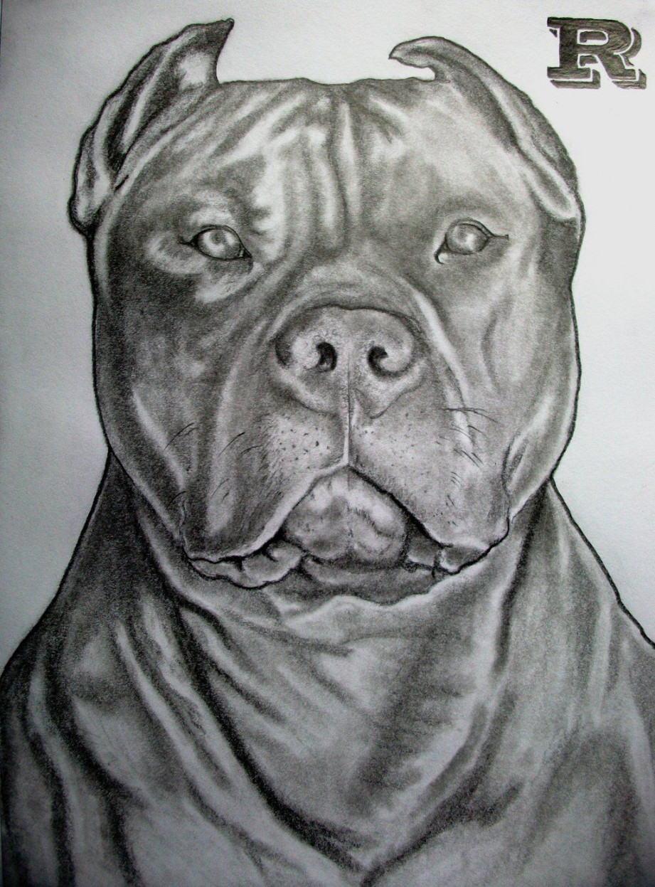 pitbull drawing ideas/ insperation  Pitbull drawing, Pitbull art