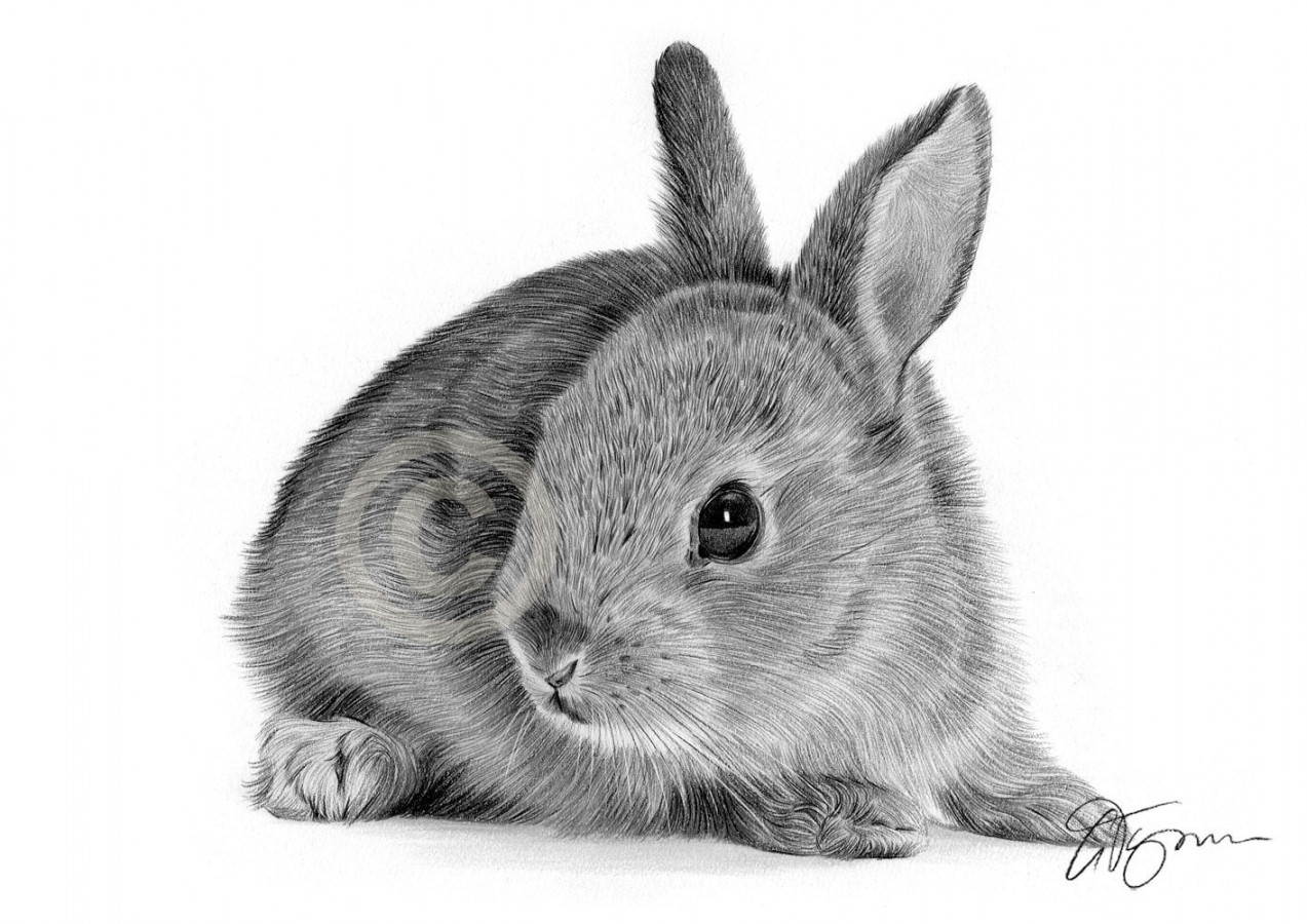 RABBIT Pencil Drawing Print Wildlife Art Artwork Signed by Artist