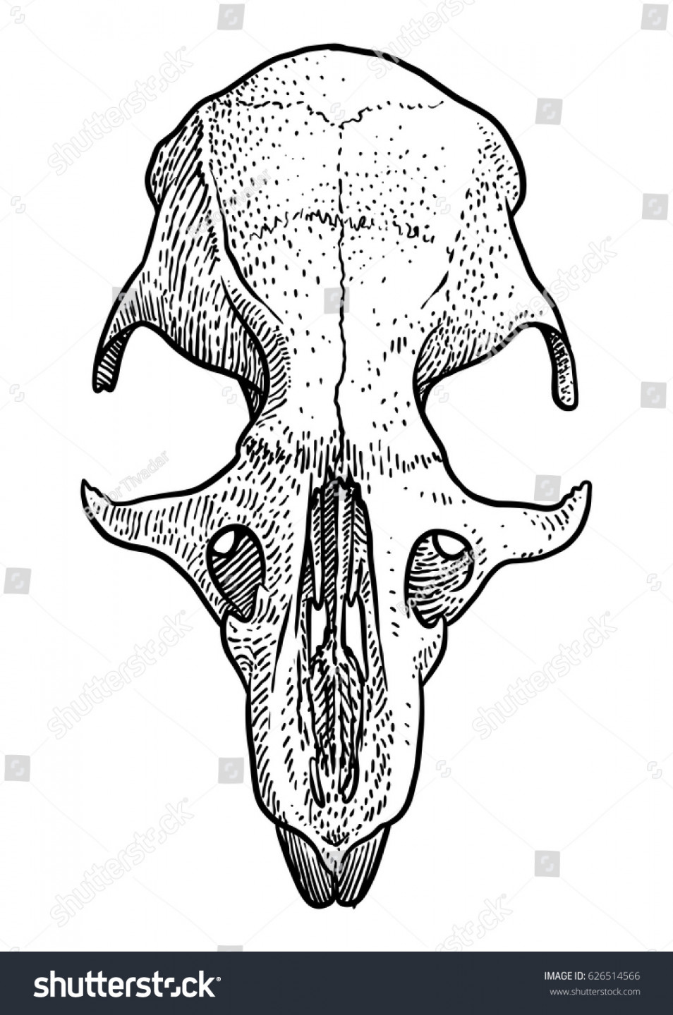 Rat Skull Illustration Drawing Engraving Ink: Stock-Vektorgrafik