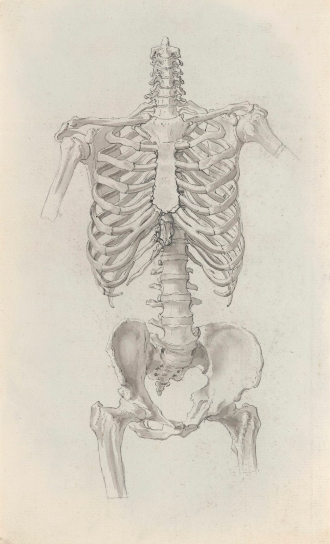 Skeleton torso, for Cheselden