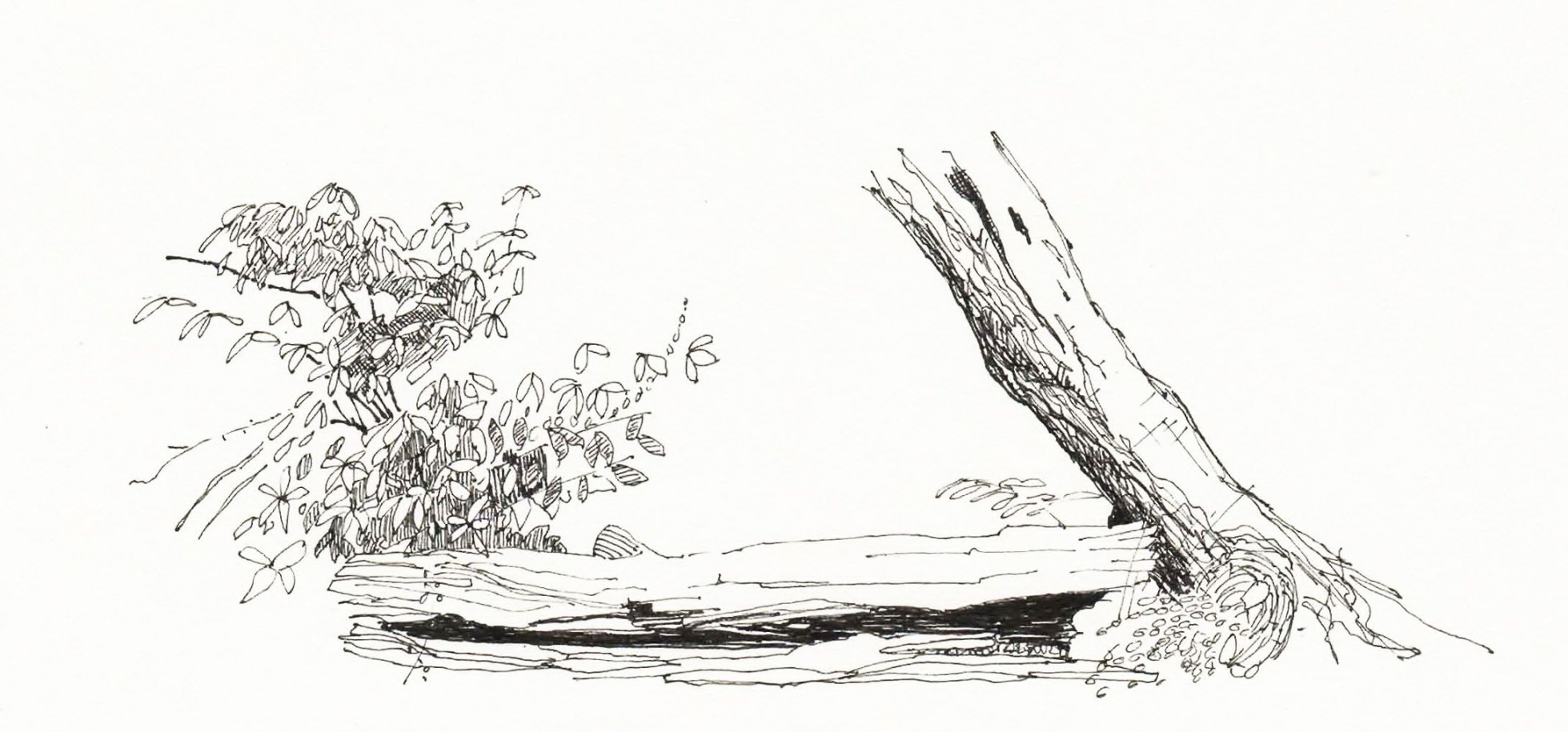 Sketch - Fallen Log  Ink drawing techniques, Tree drawing, Ink sketch