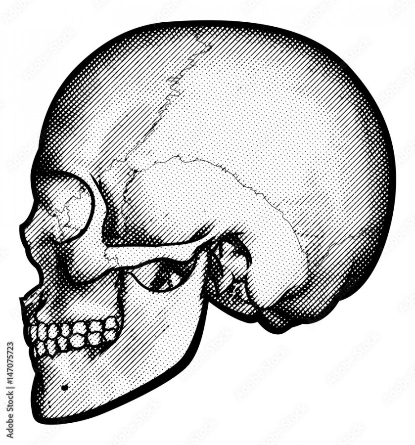 Skull in Profile Drawing Stock-Vektorgrafik  Adobe Stock