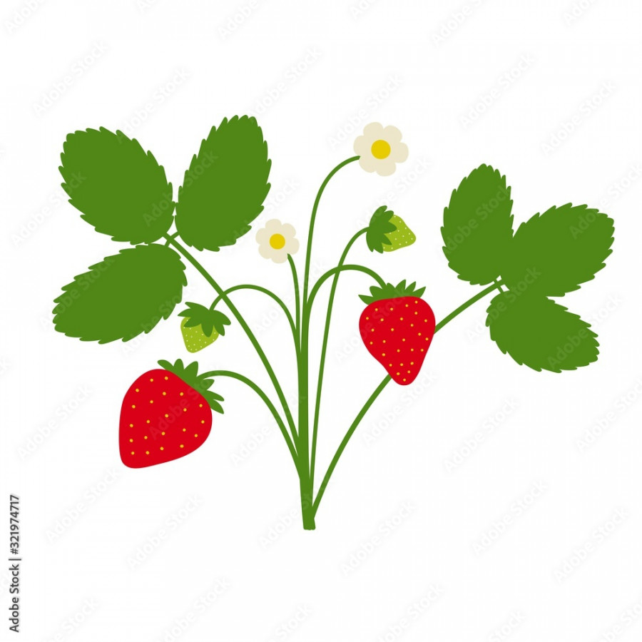 Strawberry plant drawing with leaves, berries and flowers