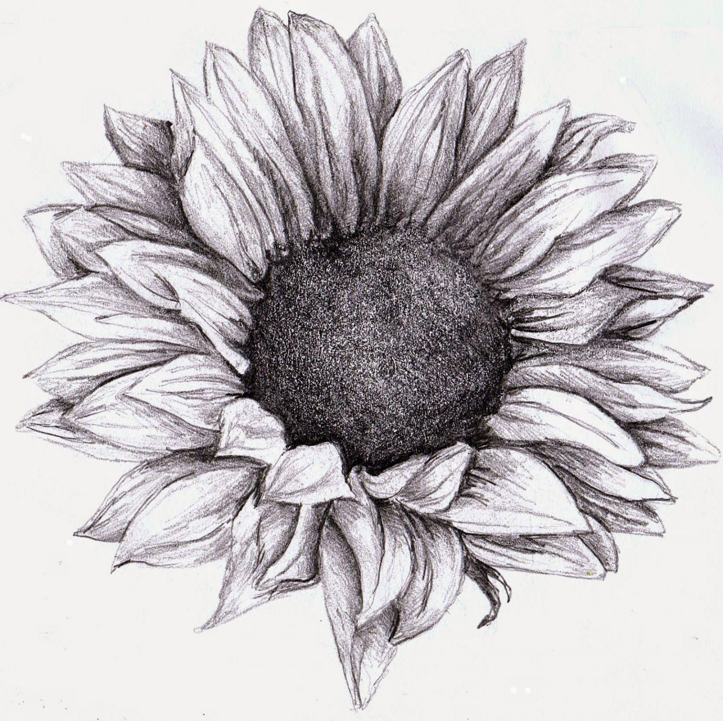 + Sunflower Drawing Ideas For Beginners - HARUNMUDAK in 23