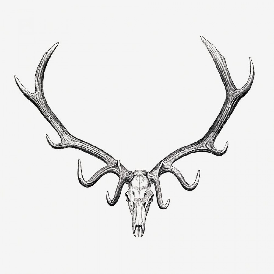 The Great and Small Game of India: Elk Skull Drawing