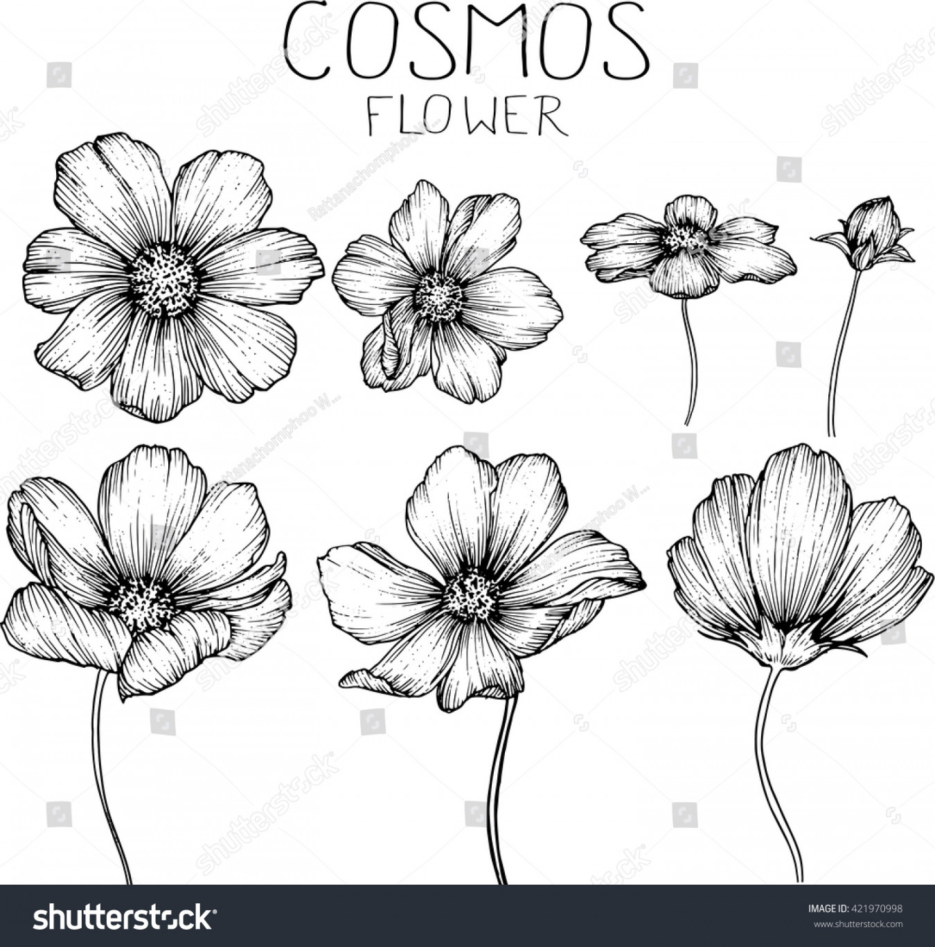 + Thousand Cosmos Flower Sketch Royalty-Free Images, Stock Photos