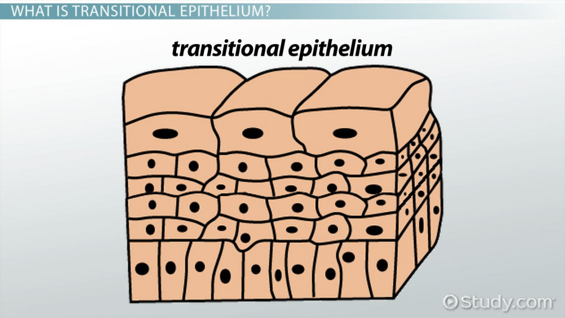 Transitional Epithelium  Function, Location & Characteristics Video